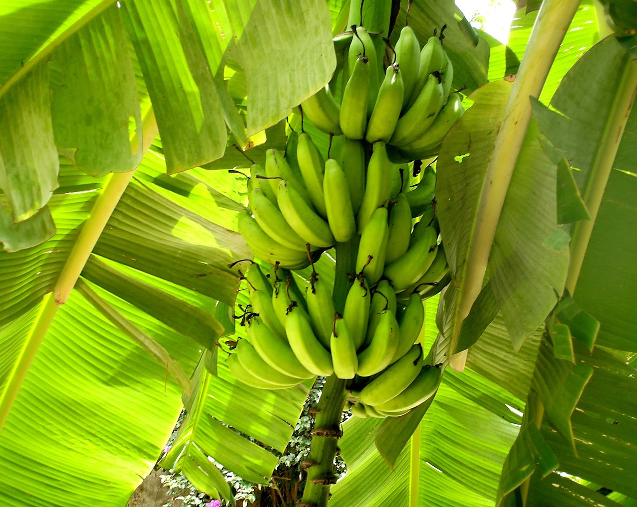 Normativa Bananera